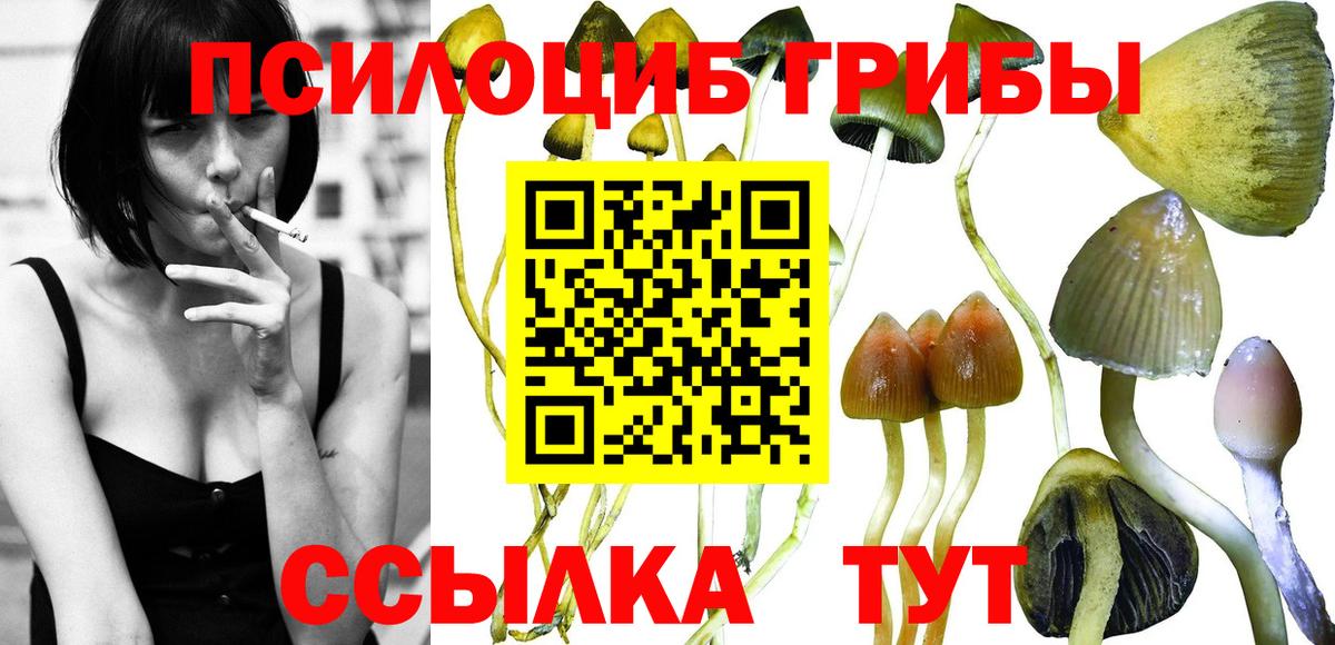 Советская Гавань  Псилоцибиновые грибы мицелий  Вход с VPN 